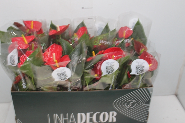 <h4>ANTHURIUM RED SUCCESS P15 PREMIUM</h4>