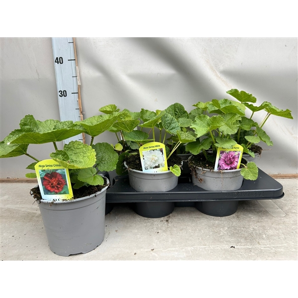 Alcea spring (Crimson - Purple - White)
