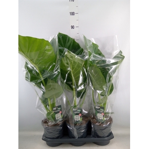 Alocasia macrorrhiza