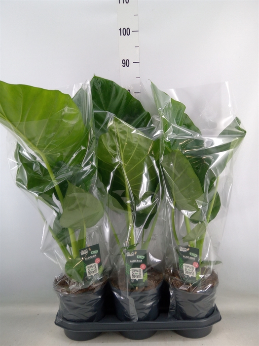 <h4>Alocasia macrorrhiza</h4>