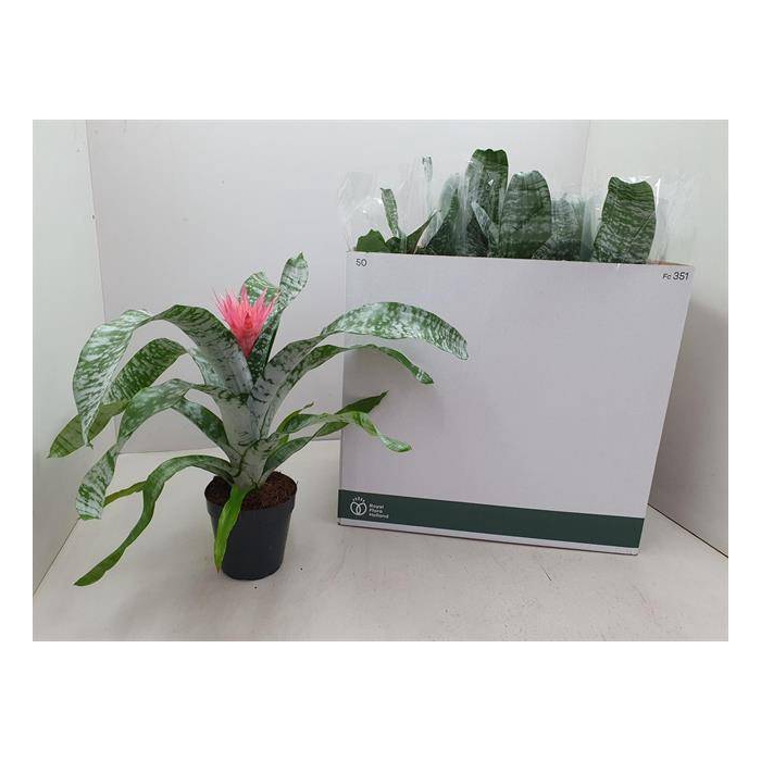 <h4>Aechmea Fasciata Primera 15Ø 60cm</h4>