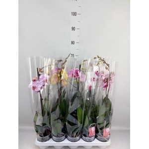 Phalaenopsis   ...mix