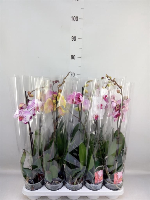 <h4>Phalaenopsis   ...mix</h4>