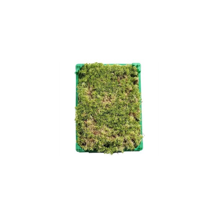 <h4>SPHAGNUM KIST</h4>