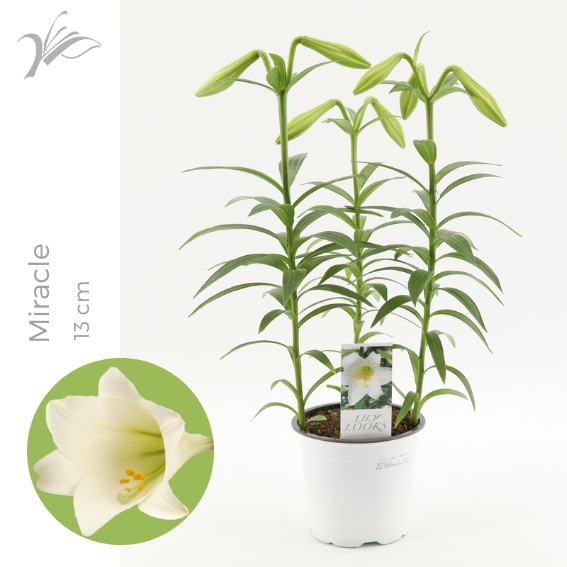 <h4>Lilium longiflorum 'Miracle' 13 cm - 3pp</h4>