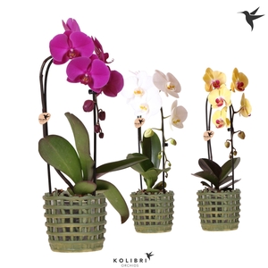Kolibri Orchids Phalaenopsis Cascade Niagara Fall mix 1 spike in Mesh pot green