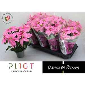 EUPHOR P PRI HOT PINK