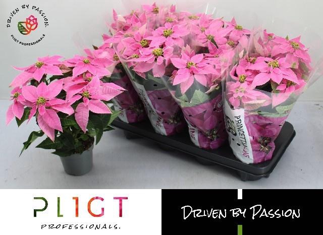 <h4>EUPHOR P PRI HOT PINK</h4>