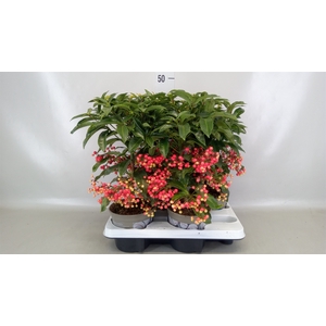 Ardisia crenata