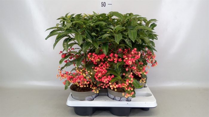 <h4>Ardisia crenata</h4>