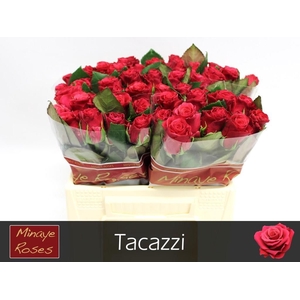R GR TACAZZI+
