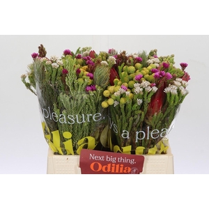 BQ Kaaps Groen Rivermix