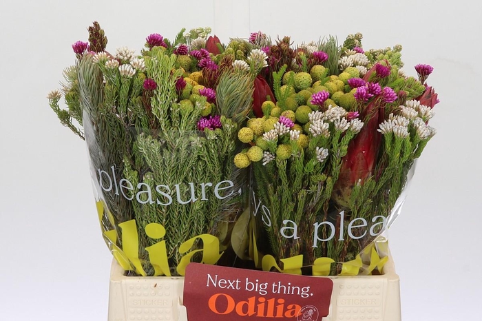 BQ Cape Green Rivermix