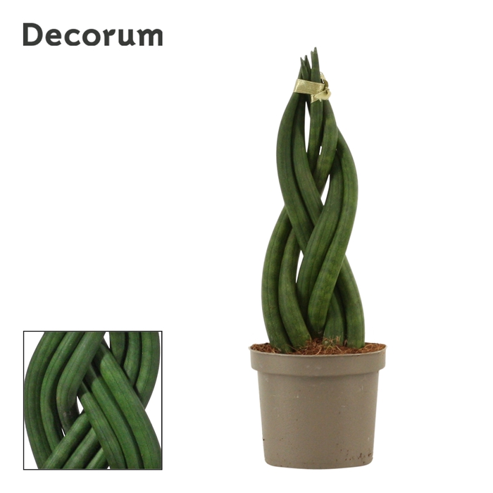 <h4>Sansevieria Cylindrica 9 cm Braid (Decorum)</h4>