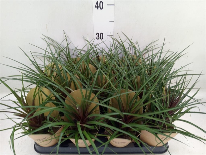 <h4>Tillandsia</h4>