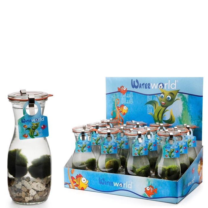 <h4>ARR WATERPLANTEN H%</h4>