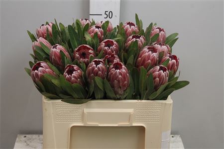 <h4>Protea Pink Ice</h4>