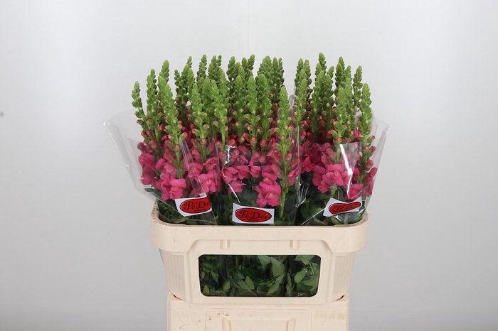 <h4>Antir Antibes Rose</h4>