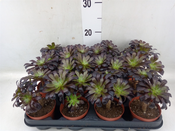 <h4>Aeonium arboreum 'Atropurpureum'</h4>