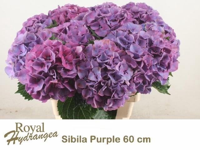 <h4>HYDR M SIBILLA PA</h4>