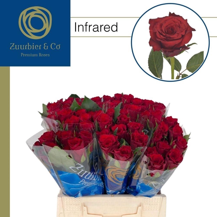 <h4>R GR Infrared 40</h4>