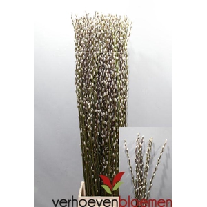 Salix Wilgenkatjes