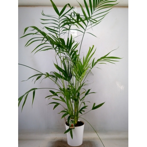 Chamaedorea cataractarum