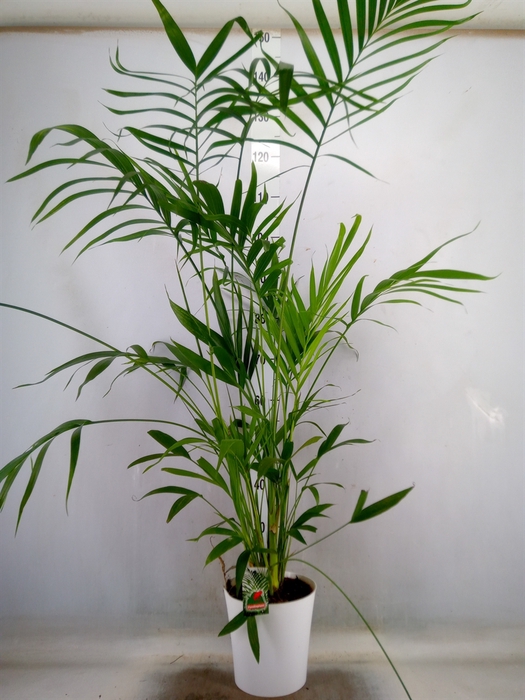 <h4>Chamaedorea cataractarum</h4>