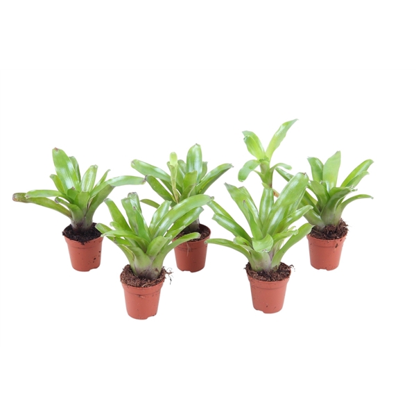 <h4>Neoregelia Fireball groen 5.5</h4>