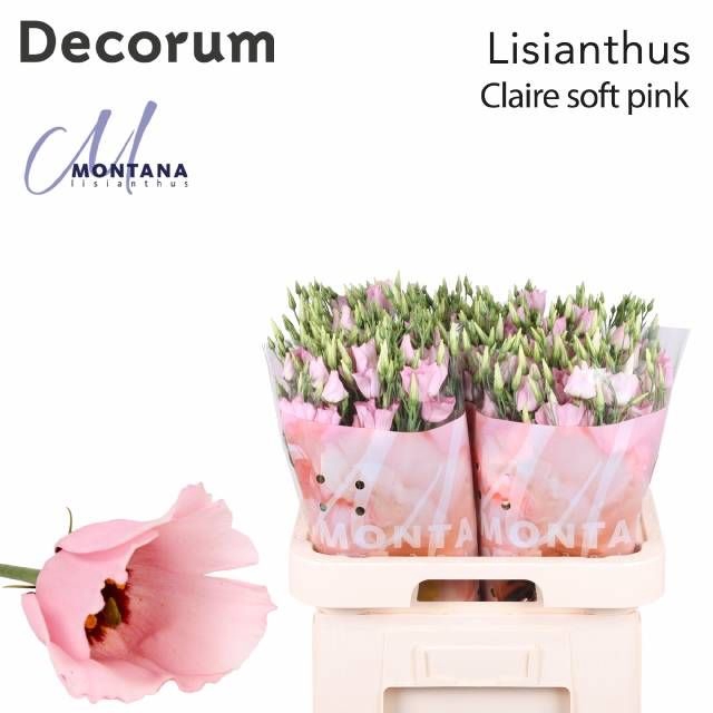 <h4>EUS E CLAIRE L PINK</h4>