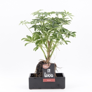 Lova Schefflera