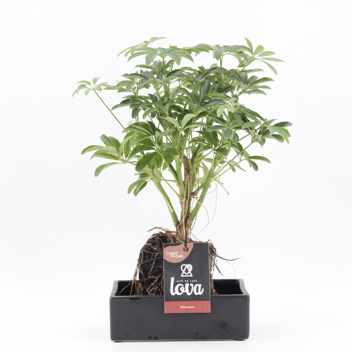 <h4>Lova Schefflera arboricola 'Luseana'</h4>