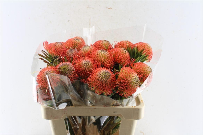 <h4>Leuco Co Succession</h4>