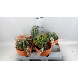 Cactus   ...mix