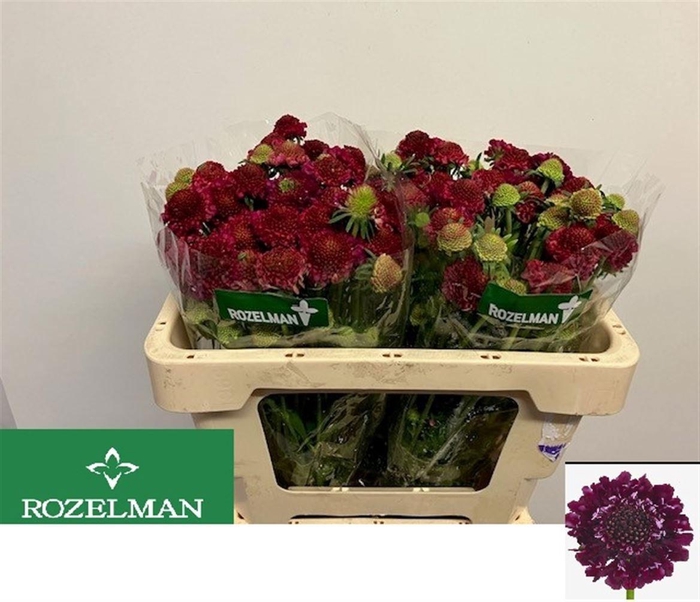 SCAB AT RASPBE SCOOP