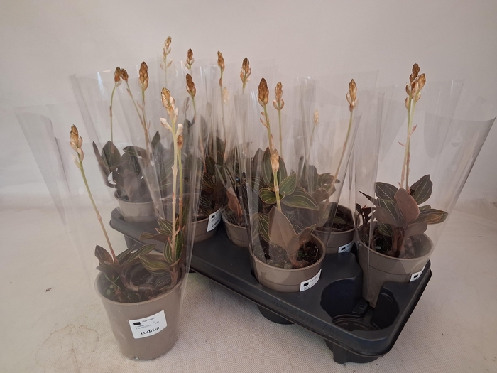 <h4>LUD DISCOLOR</h4>