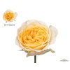 Rosa Garden Buttercup