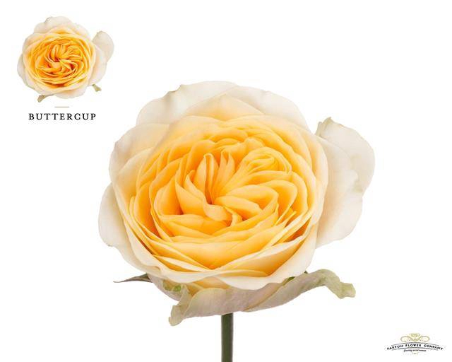 Rosa Garden Buttercup