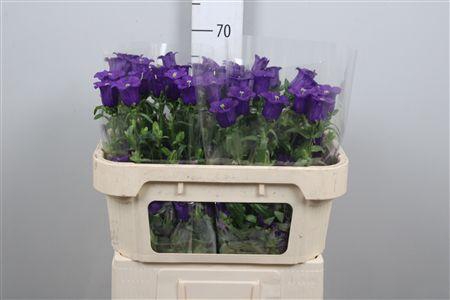 <h4>Camp M Cam Deep Blue</h4>