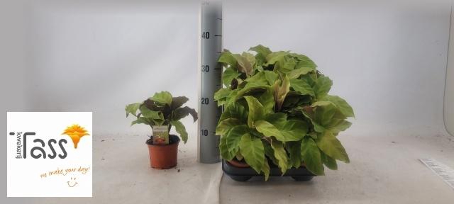 <h4>CALAT FUSION YELLOW</h4>