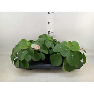 Pilea peperomioides