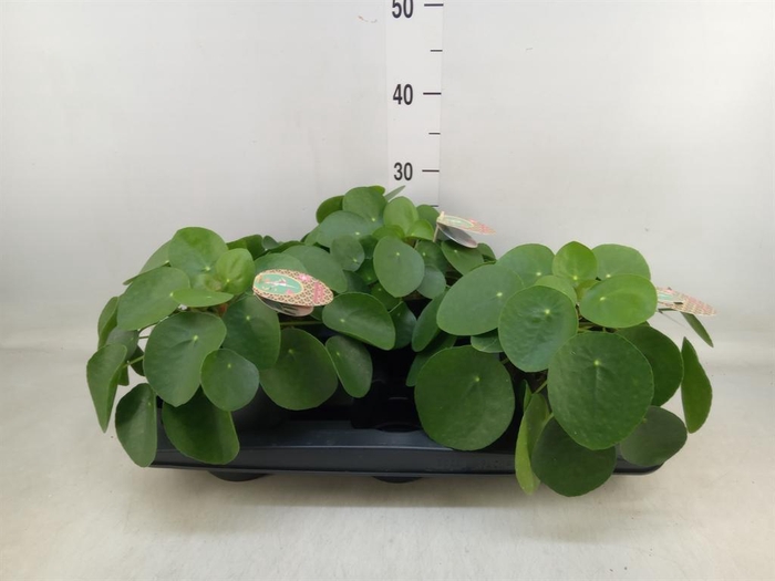 <h4>Pilea peperomioides</h4>