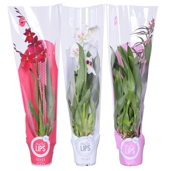 <h4>MoreLIPS® Valentine / Women's day mix 1 tak met rode, witte en roze showhoes</h4>