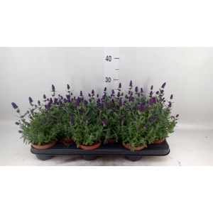 Lavandula angus. 'Hidcote'