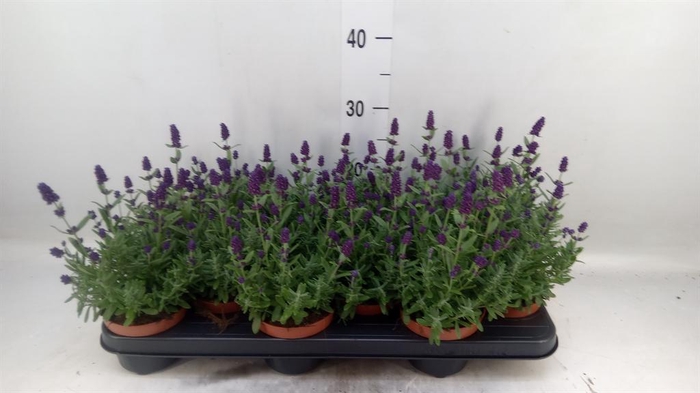 <h4>Lavandula angus. 'Hidcote'</h4>