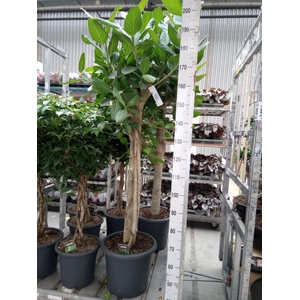 Ficus benghalensis 'Audrey'