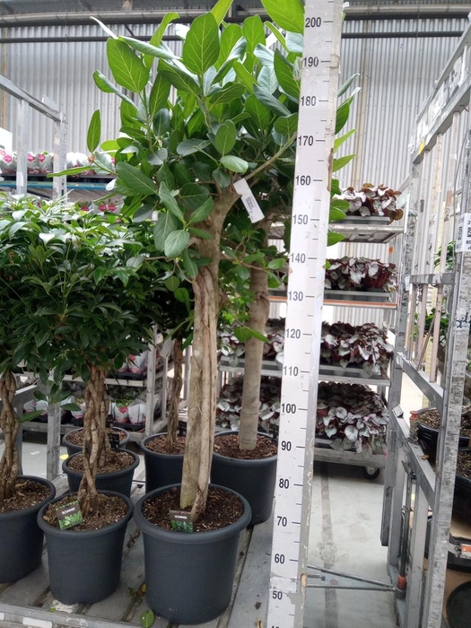 <h4>Ficus benghalensis 'Audrey'</h4>