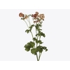 Ranunculus Magical Salmousse