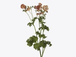 Ranunculus Magical Salmousse