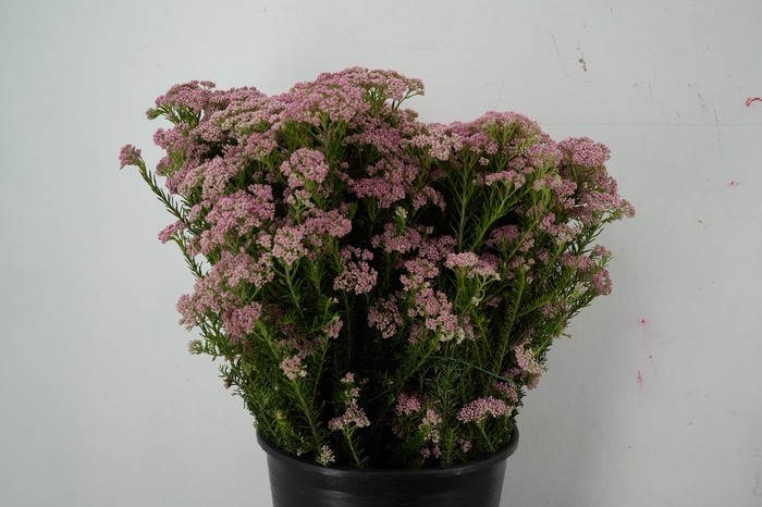 <h4>OZOTHAMUS PINK</h4>